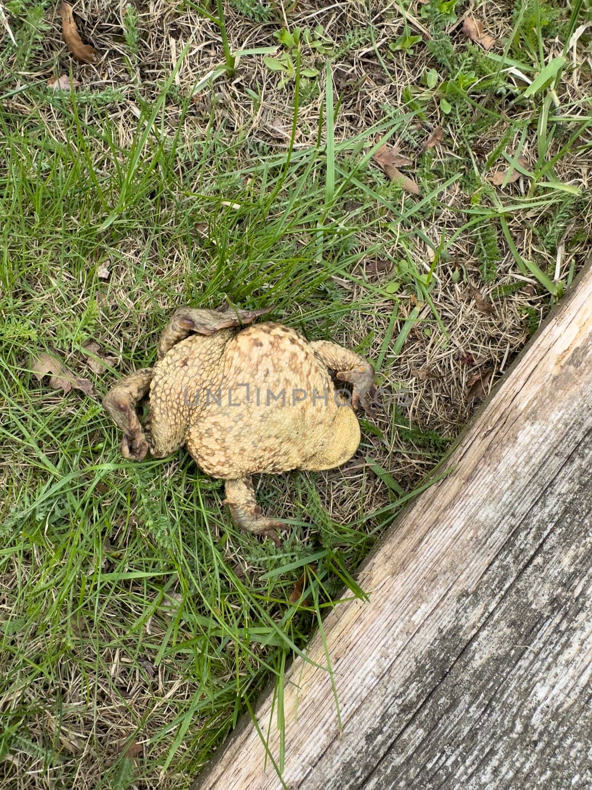 frog watching on the ground in summer