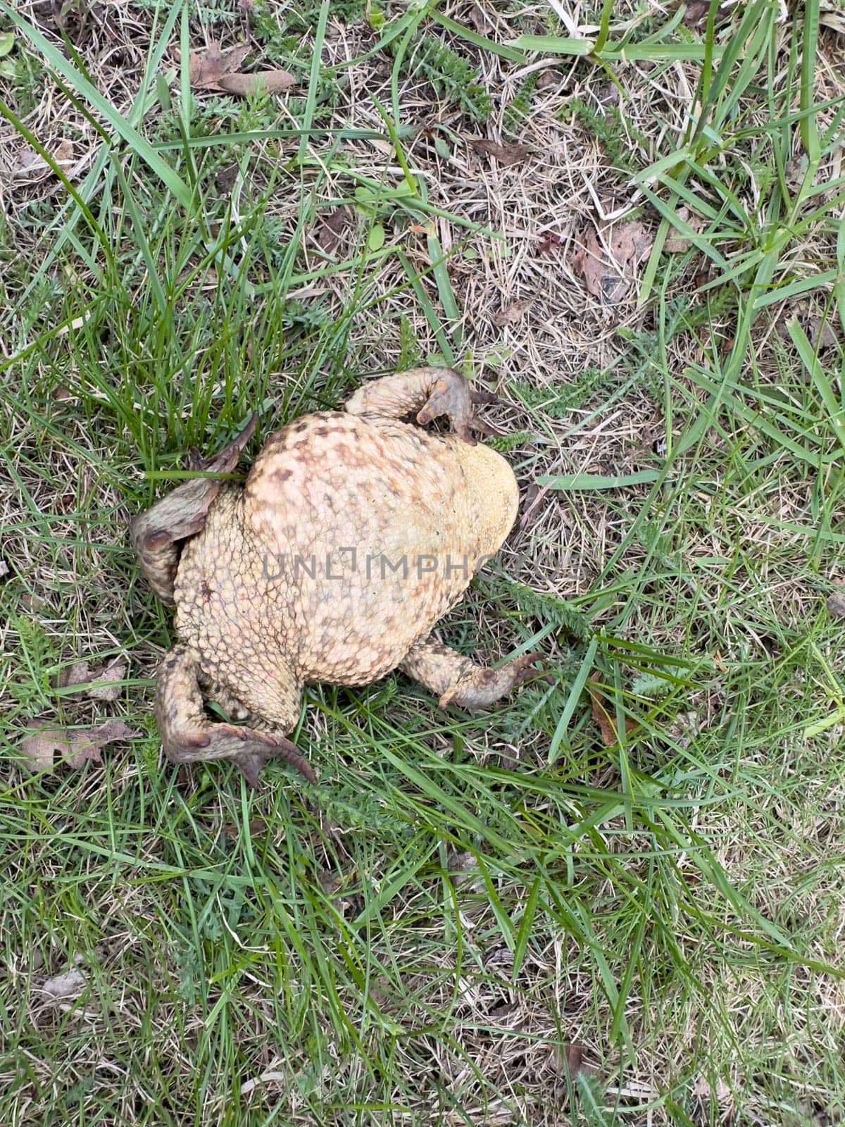 frog watching on the ground in summer