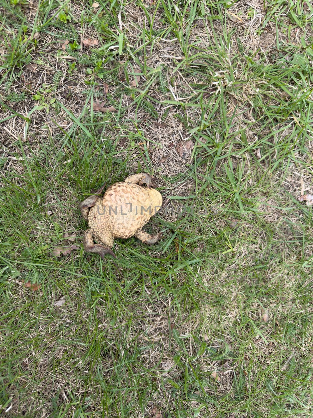 frog watching on the ground in summer