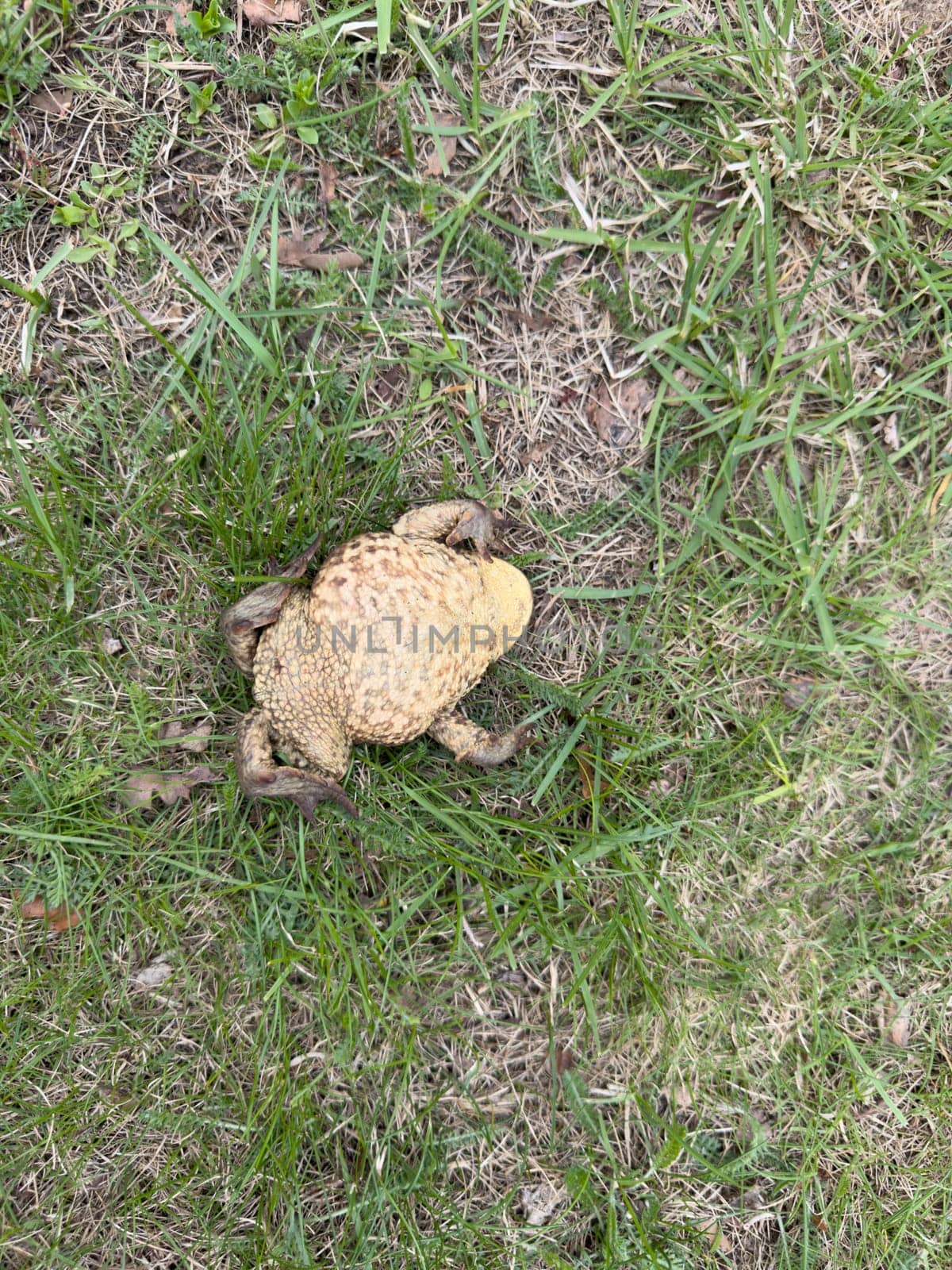 frog watching on the ground in summer