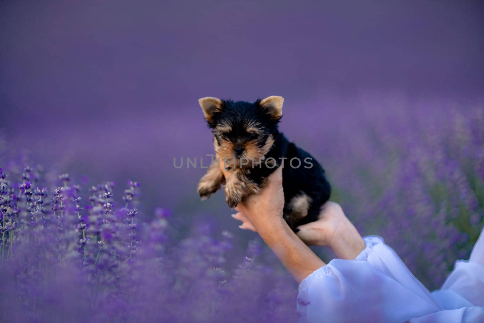 A small black and brown puppy is being held by a person in a field of purple flowers. Scene is peaceful and serene, as the puppy is surrounded by the beauty of nature