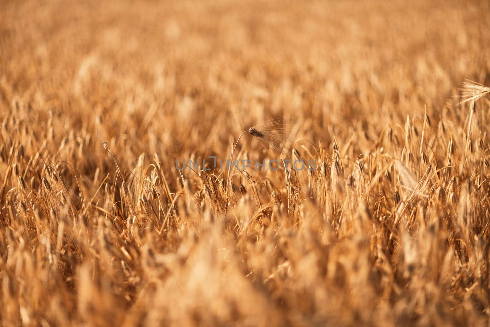 A field of tall, dry grass with a few weeds in it. Scene is somewhat desolate and barren, with the dry grass. by Matiunina