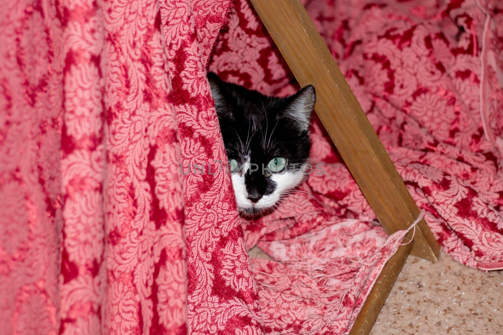 A Felidae carnivore with black and white fur is concealed under a pink blanket. Its whiskers twitch as it hides in the fawn wood, peeking out with a curious snout
