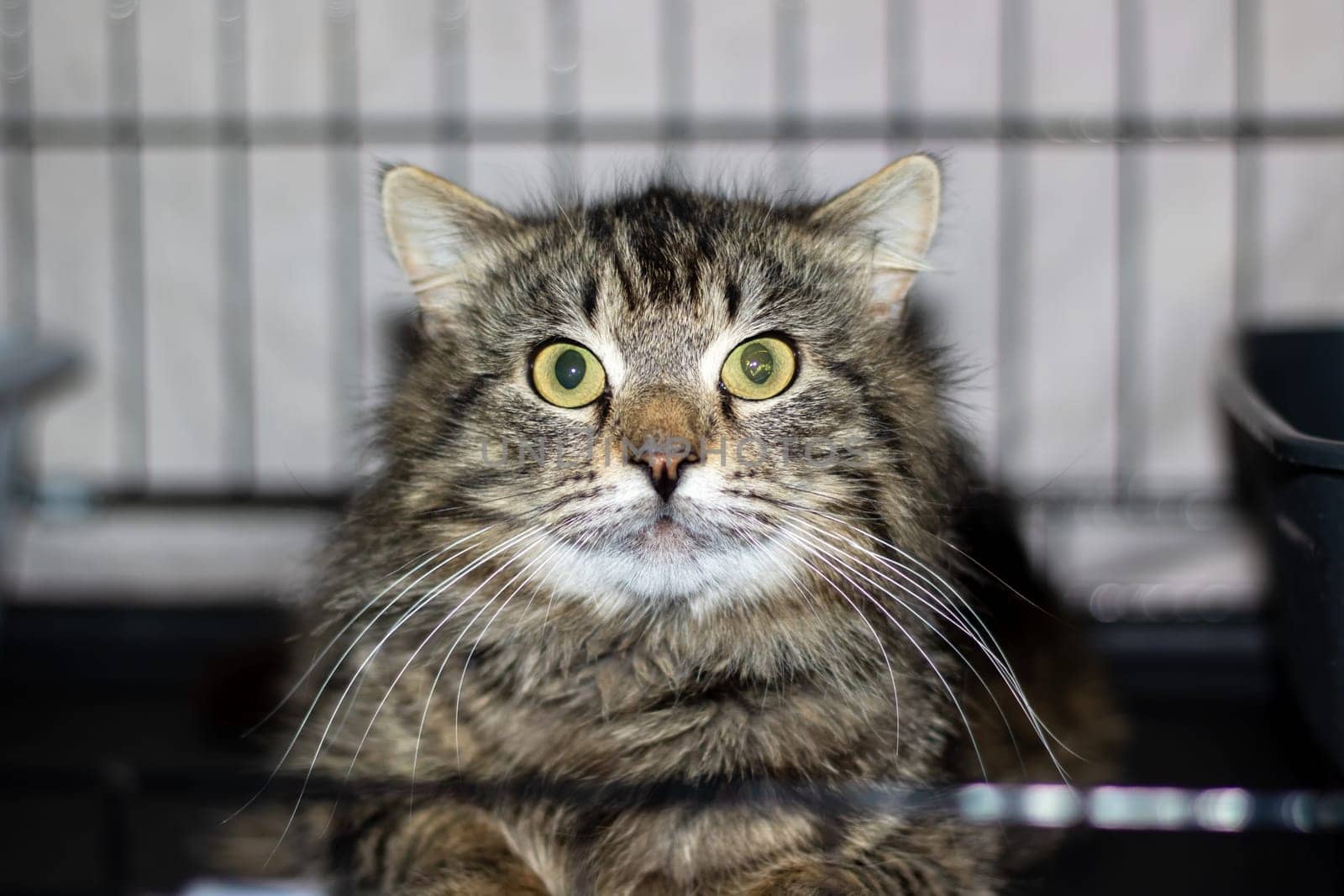 A domestic shorthaired cat, a small to mediumsized Felidae carnivore, is sitting in a cage, staring at the camera with its whiskers and fur visible