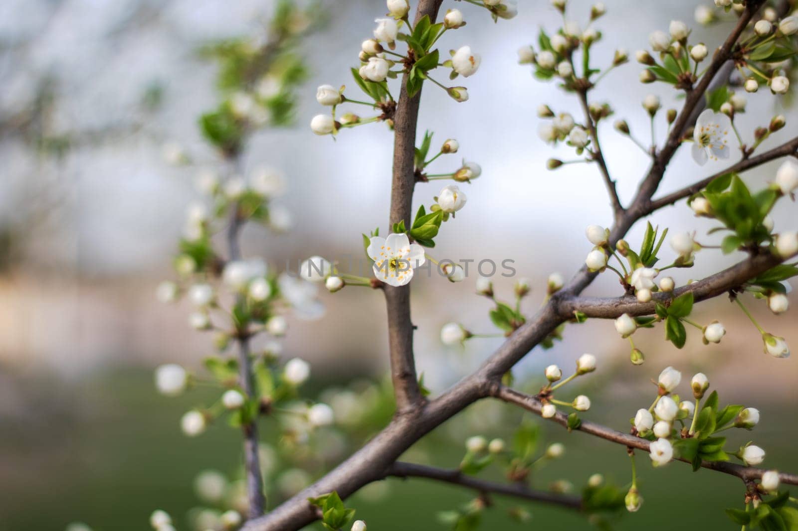 Closeup of white flower on tree branch, possibly cherry blossom by Vera1703