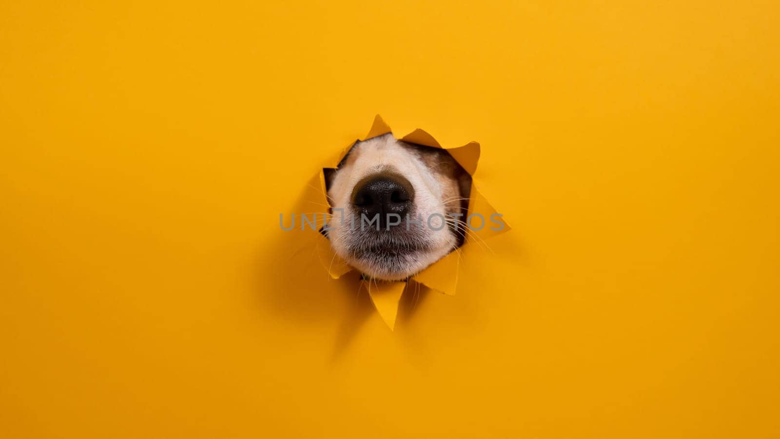 Jack Russell Terrier dog nose sticking out of torn paper orange background. by mrwed54