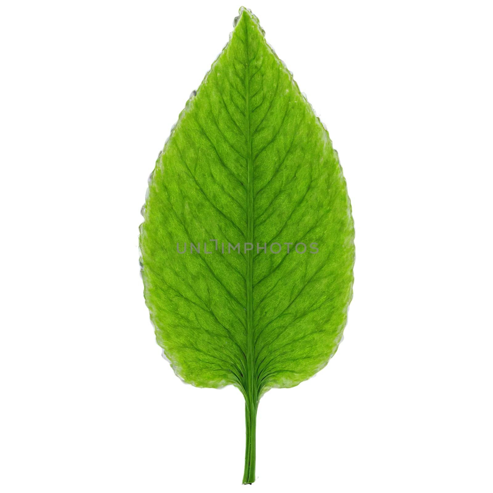 Plants isolated on transparent background