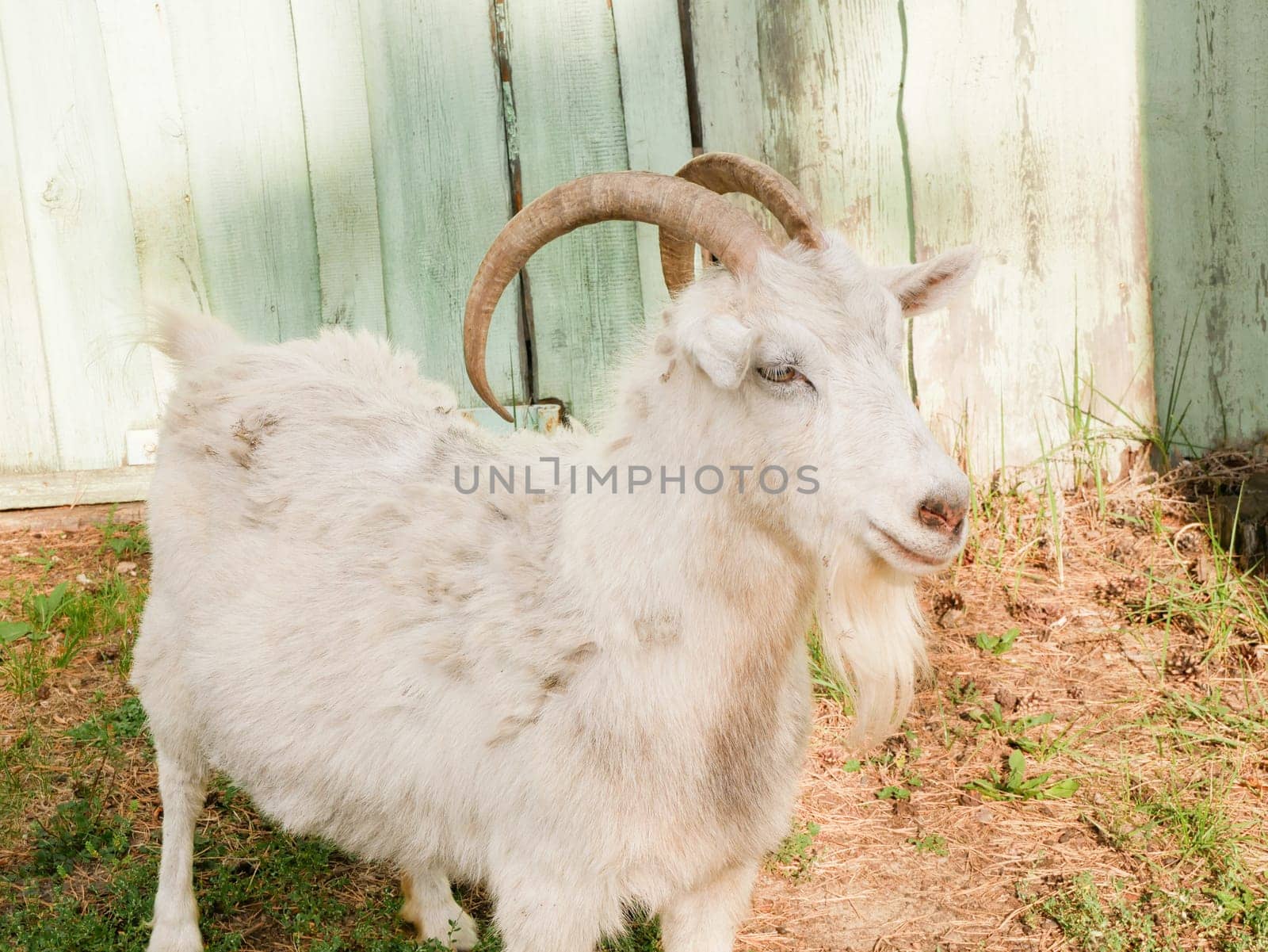 Beautiful White horned Goat with beard near the Village house by macroarting