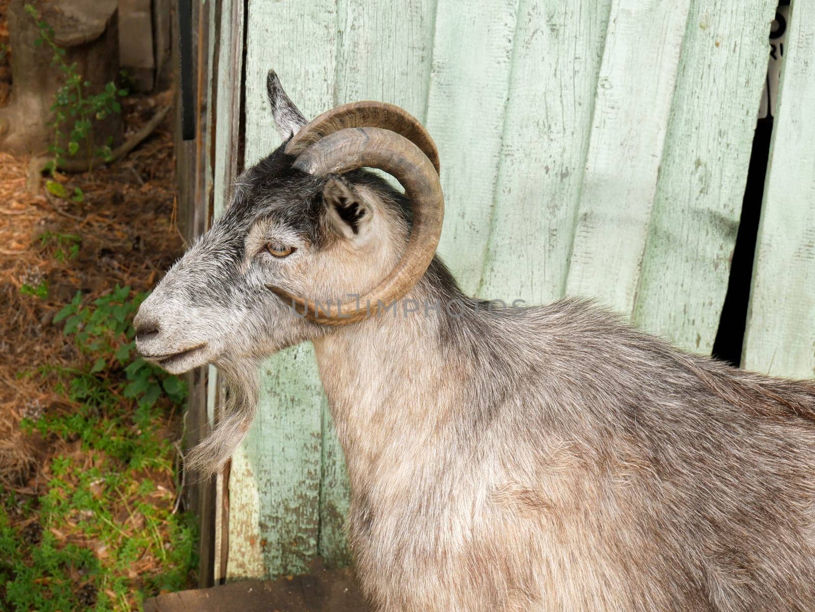 Bearded gray goat with large chic horns in profile by macroarting