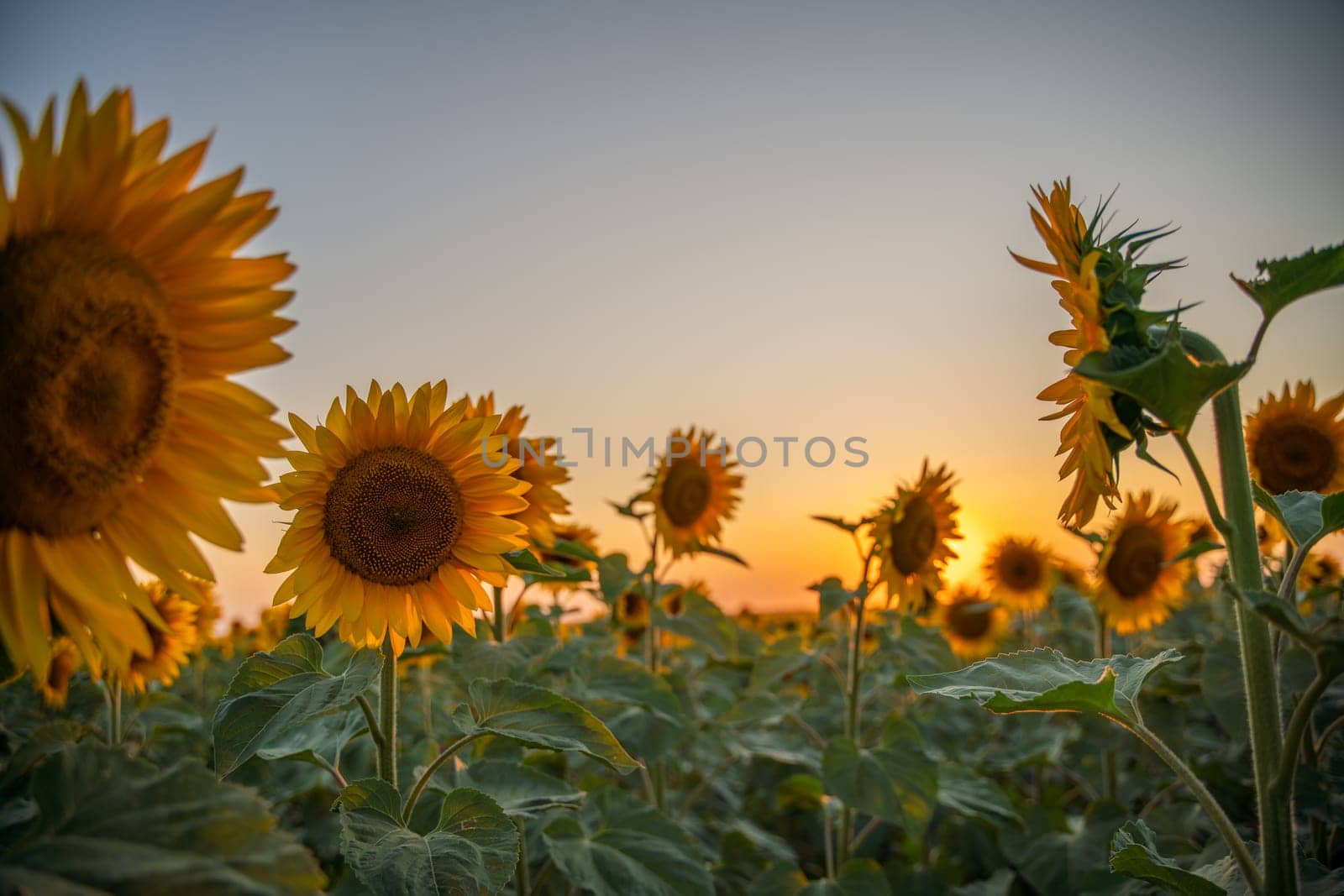 Field sunflowers in the warm light of the setting sun. Summer time. Concept agriculture oil production growing