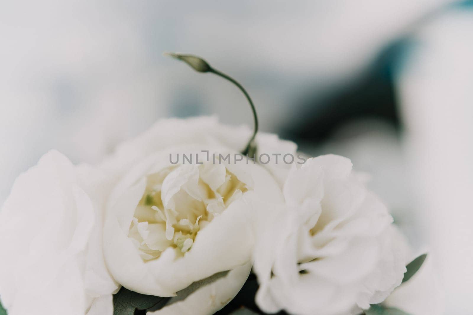 A bouquet of white flowers is sitting on a white surface. The flowers are arranged in a way that they are all facing the same direction, creating a sense of unity and harmony