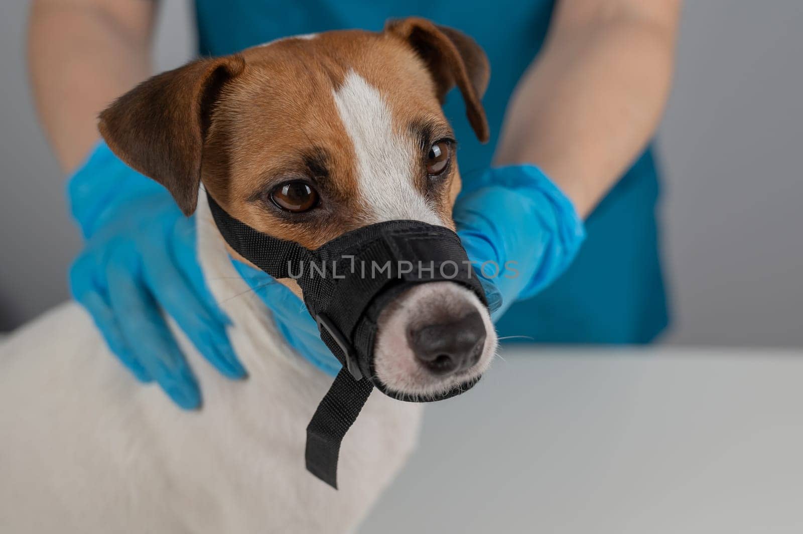 A veterinarian examines a Jack Russell Terrier dog wearing a cloth muzzle. by mrwed54