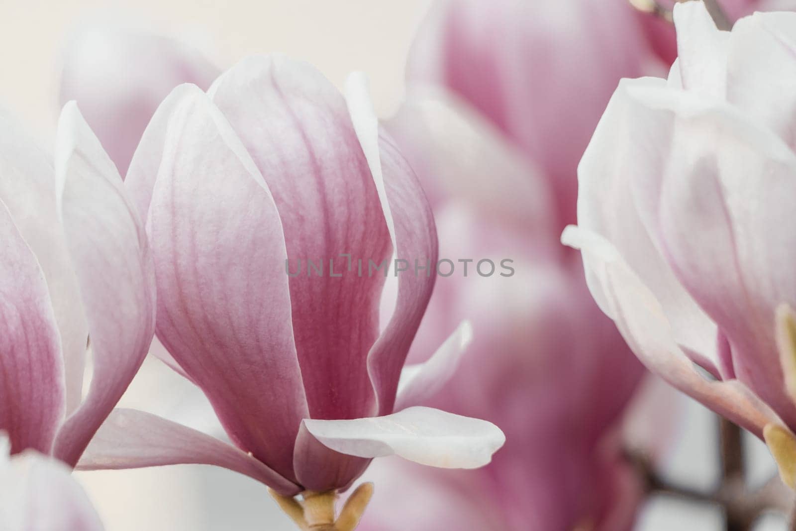 Magnolia Sulanjana flowers with petals in the spring season. the beautiful pink magnolia flowers in spring, selective focusing.