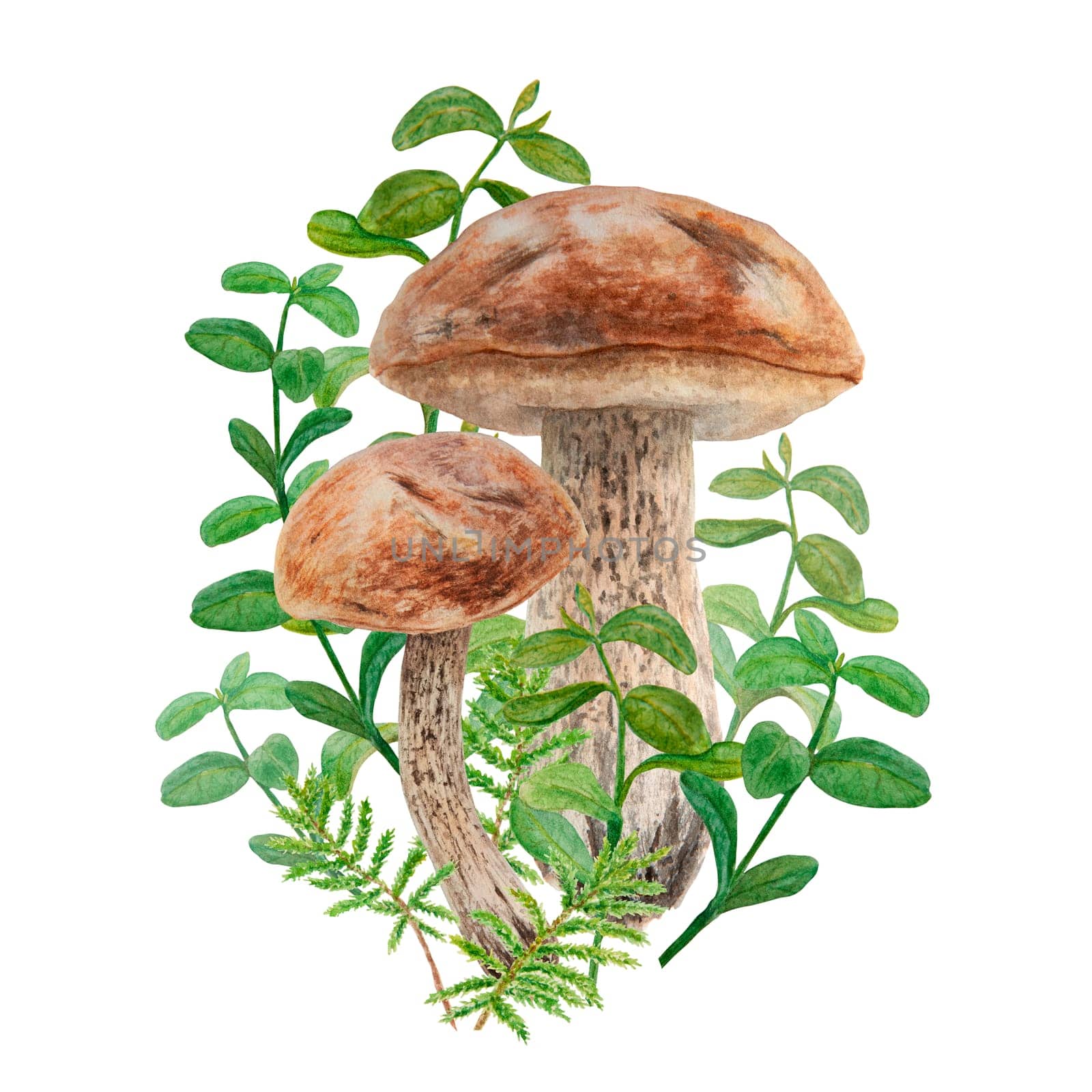Wild edible mushrooms, moss and cranberry leaves, cowberry branches watercolor hand drawn botanical realistic illustration. Forest boletus. Great for printing on fabric, invitations, menu, print, card by florainlove_art