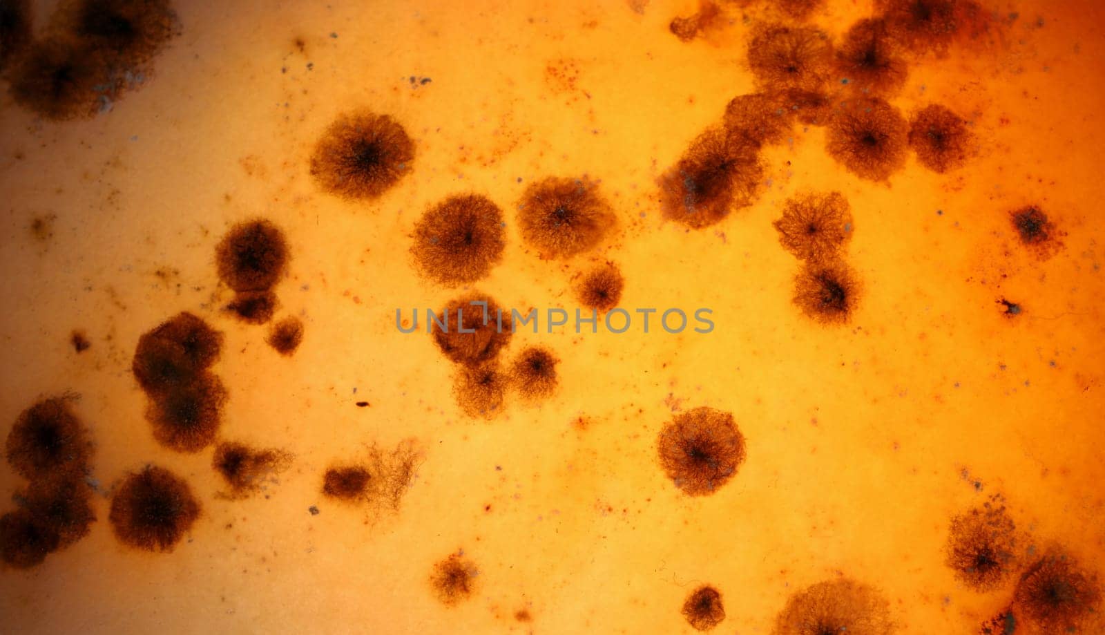 Dark mold on an orange background closeup