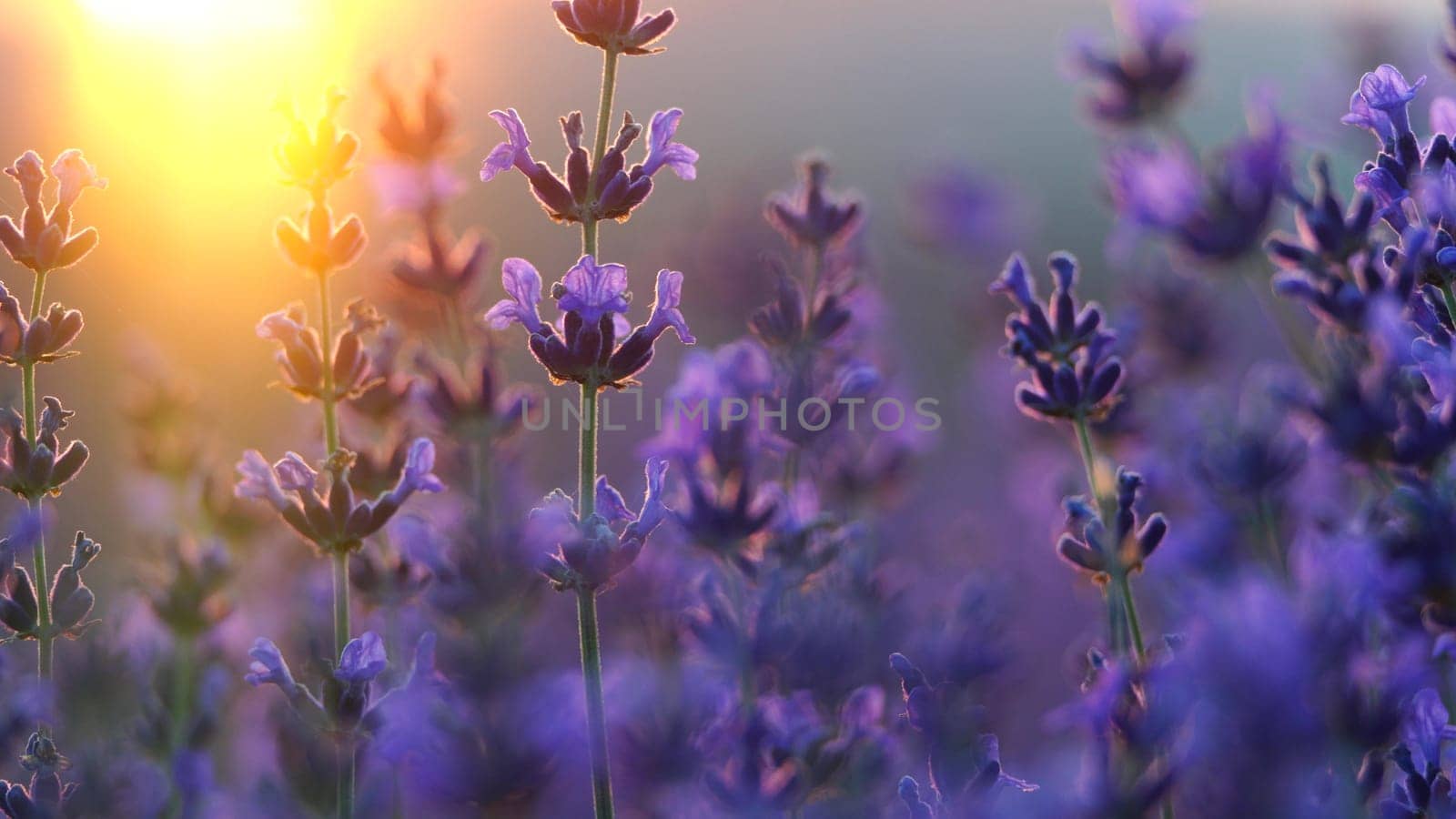 Blooming lavender field sunset. Selective focus. Lavender flower spring background with beautiful purple colors and bokeh lights. aromatherapy essential oils. by Matiunina