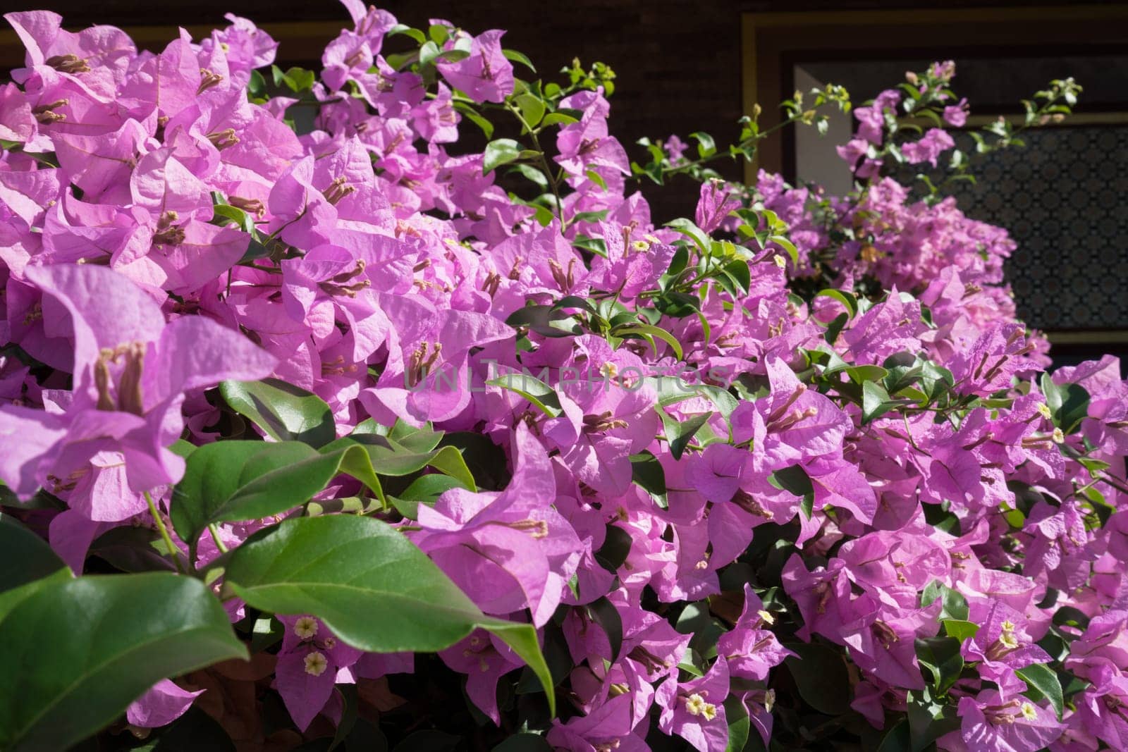 Blooming bush called Bougainvillea Spectabilis by rivertime