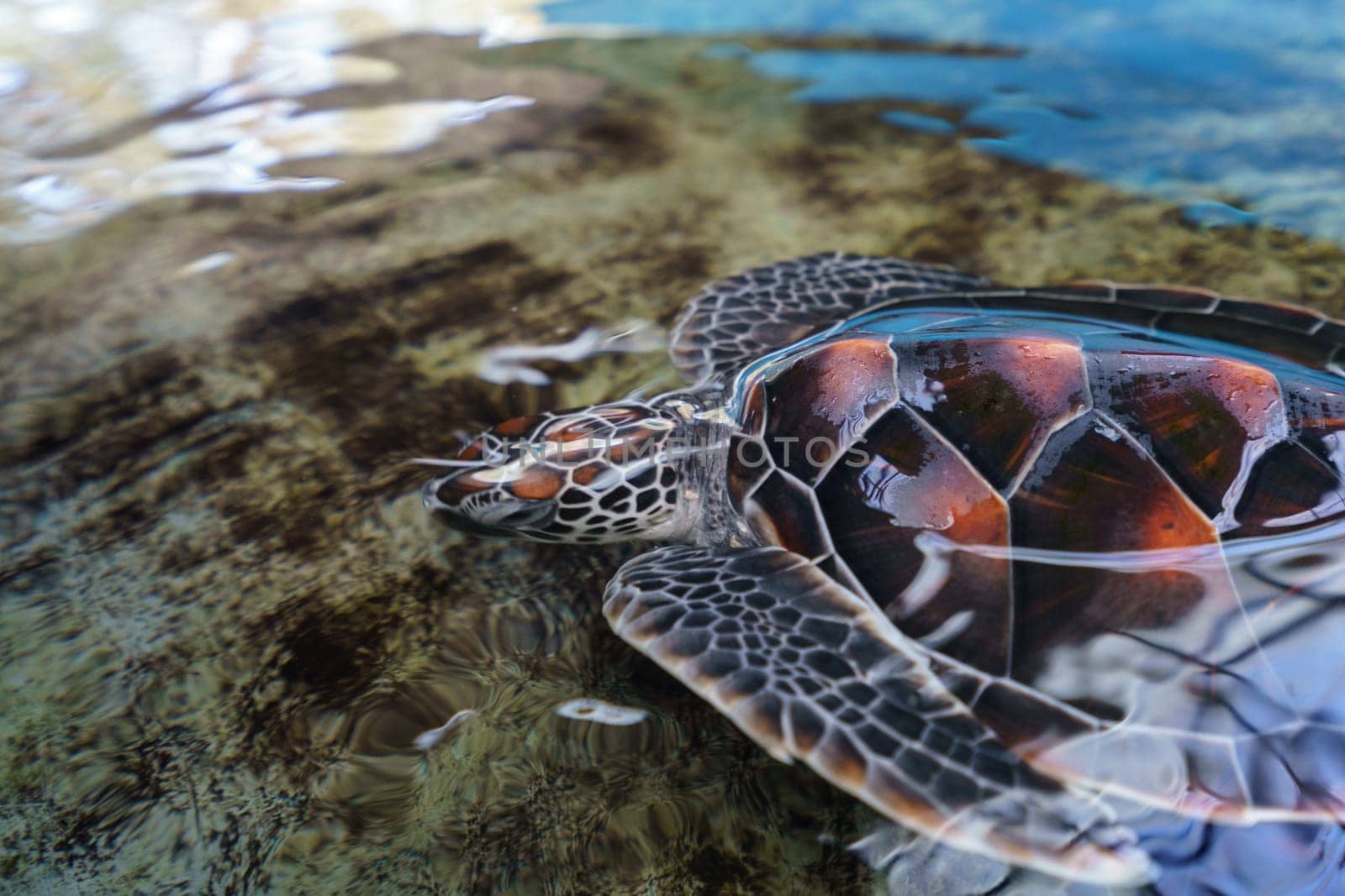Image of beautiful sea turtle underwater by rivertime