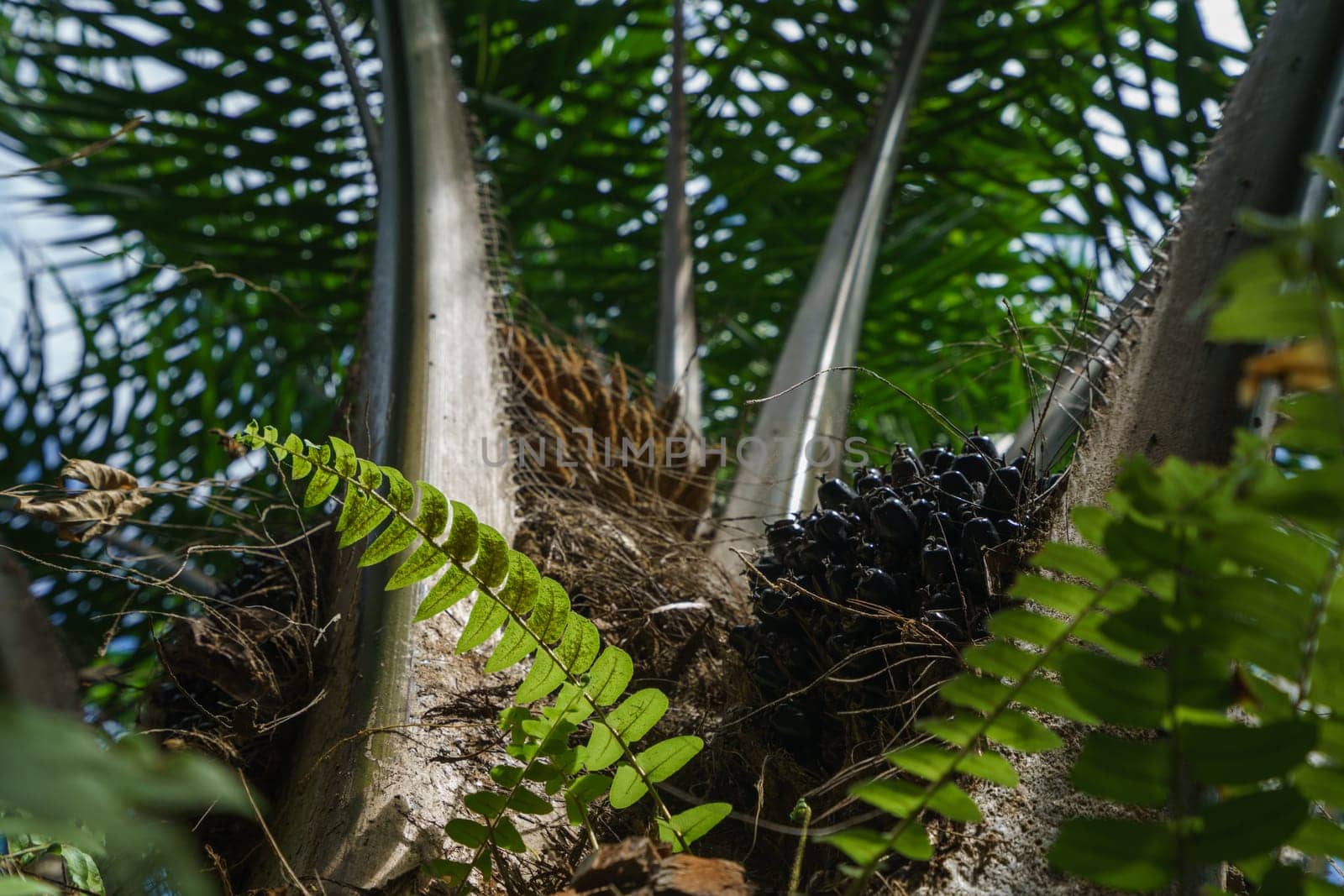 Bottom view of palm with black berries. Phuket, Thailand