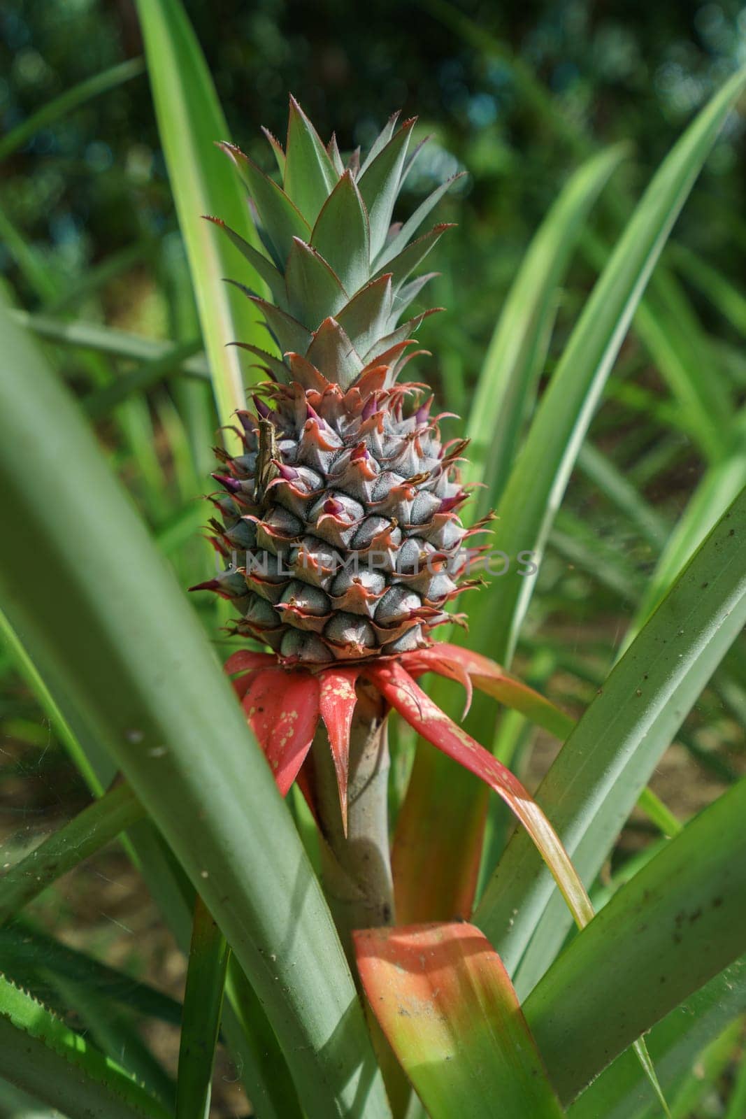 Image of pineapple growing on farm. Phuket, Thailand