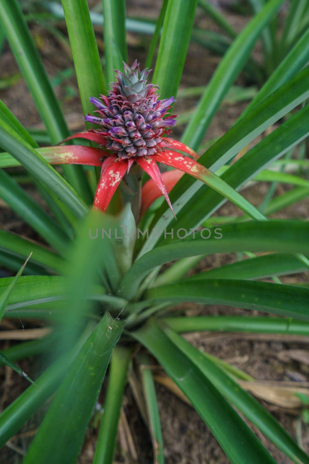 Image of pineapple ripens on farm. Phuket, Thailand