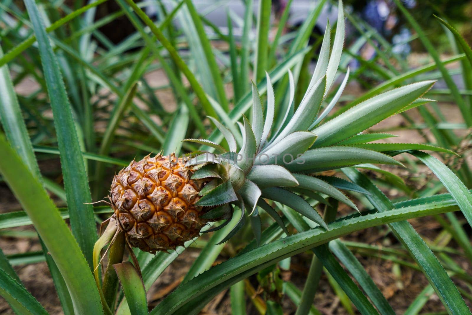 Image of ripe pineapple in tropical garden. Thailand