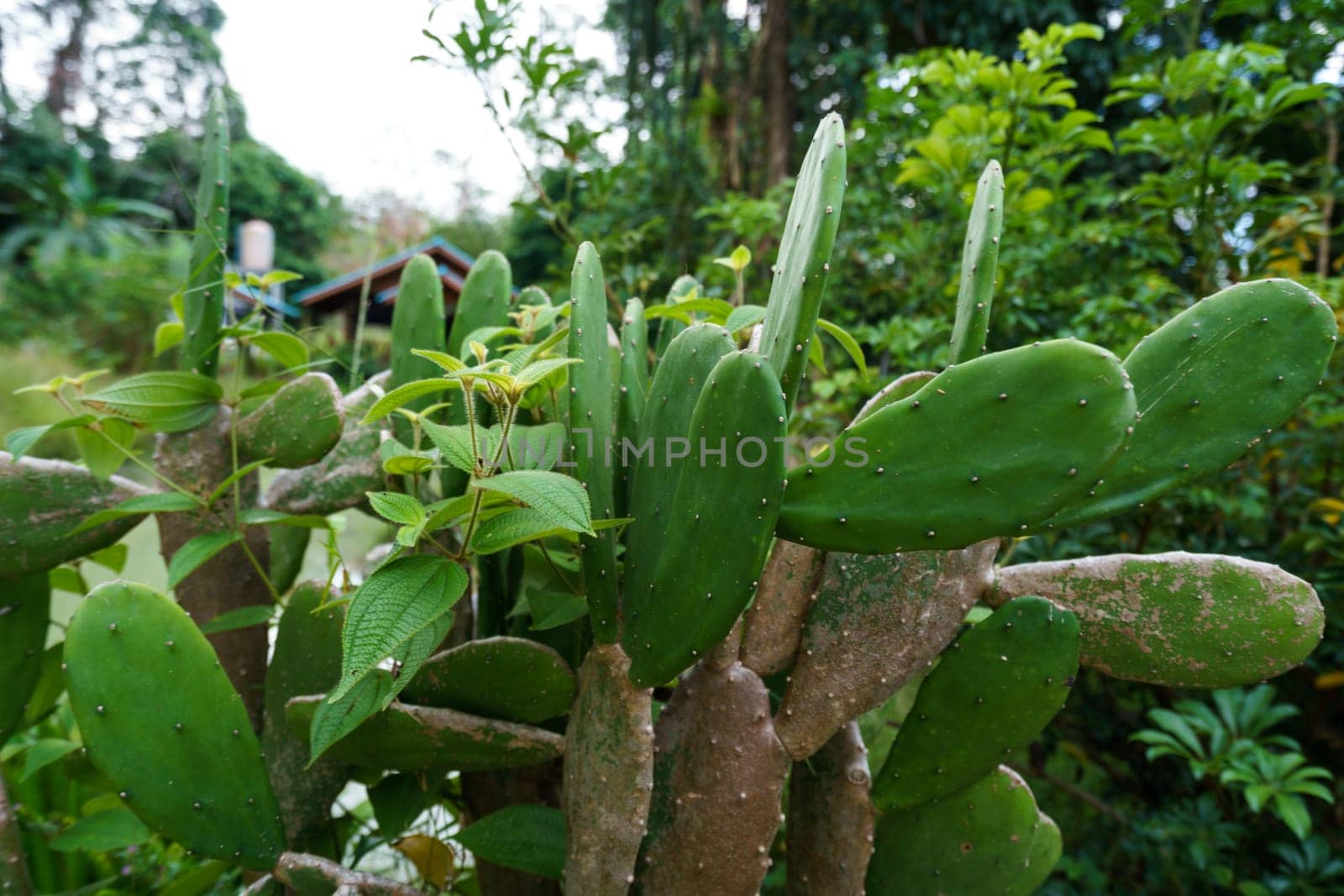 Image of cactus in rainforest. Phuket, Thailand by rivertime