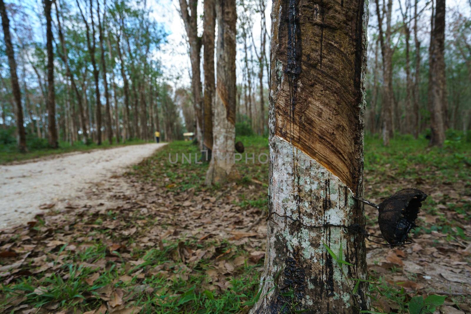 Plantation of rubber trees in Phuket, Thailand