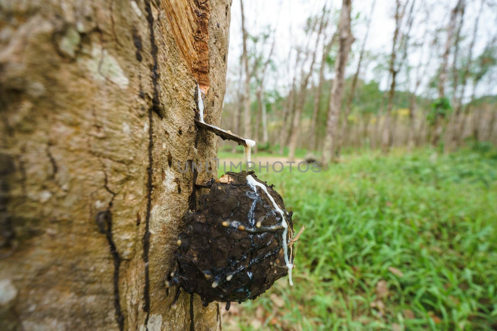 Rubber production in Thailand. Image of tree, close-up