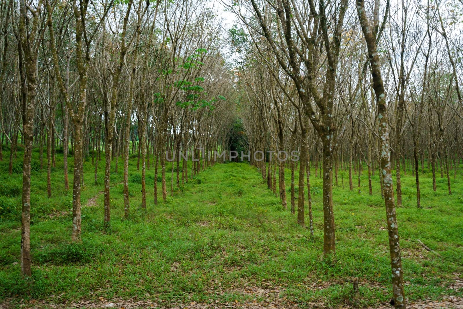 Rubber plantation in Thailand. Bright landscape by rivertime