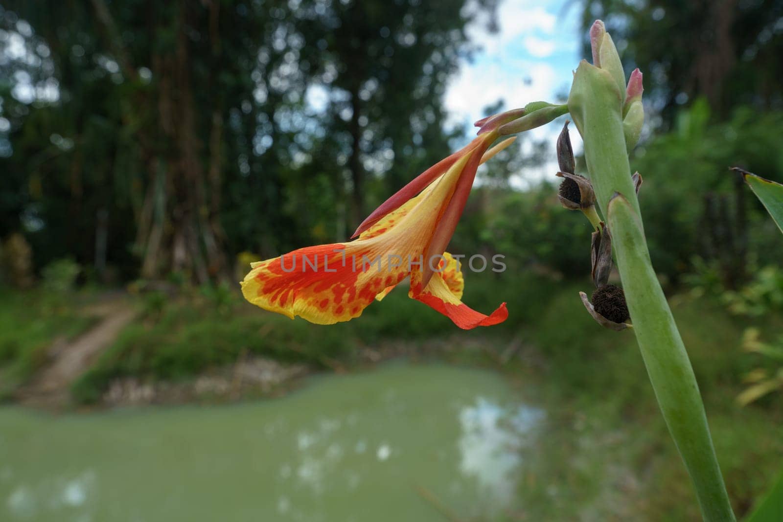 Bright flower on background of pond in rainforest, close-up
