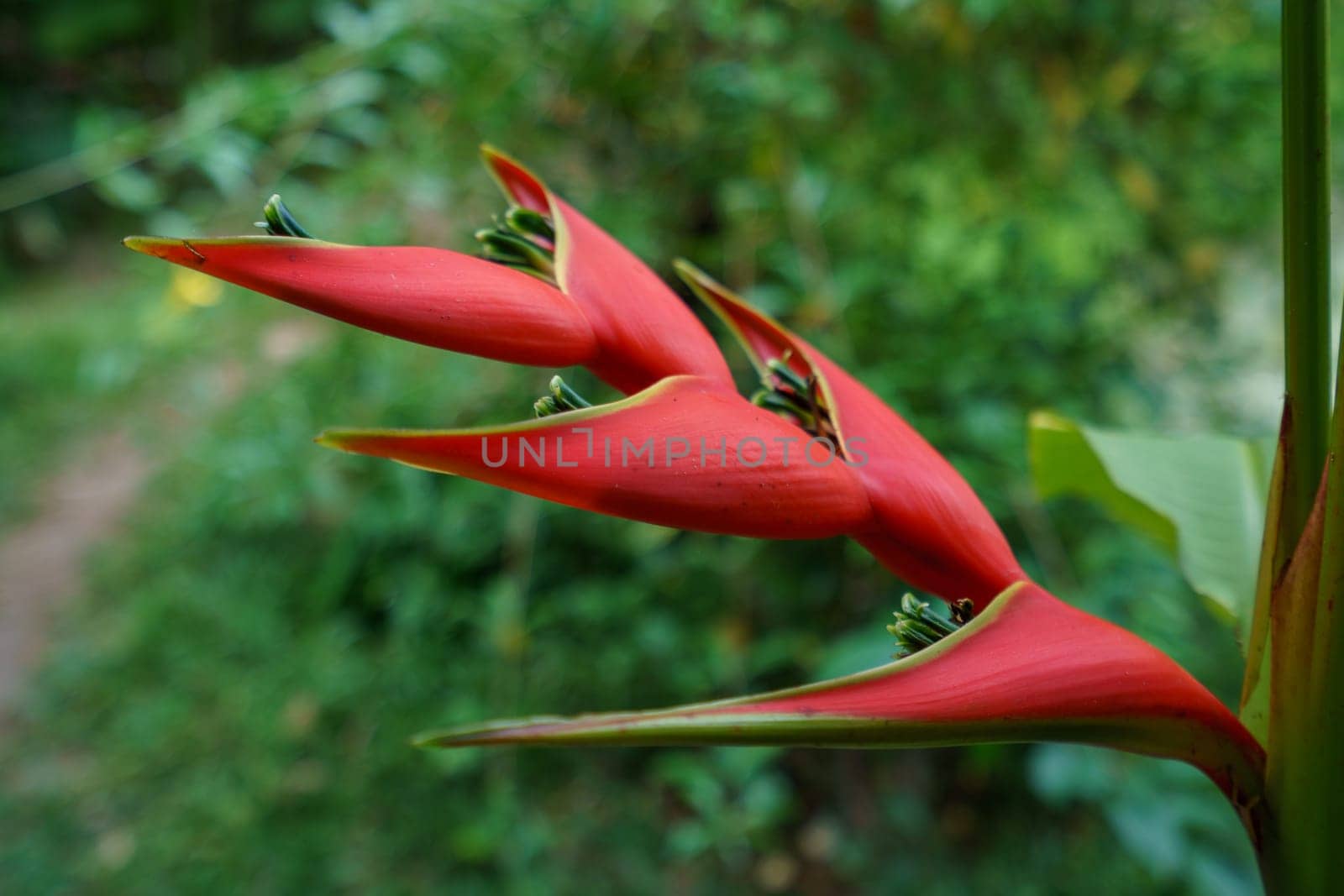 Heliconia Stricta. Exotic flower of Thailand, close-up