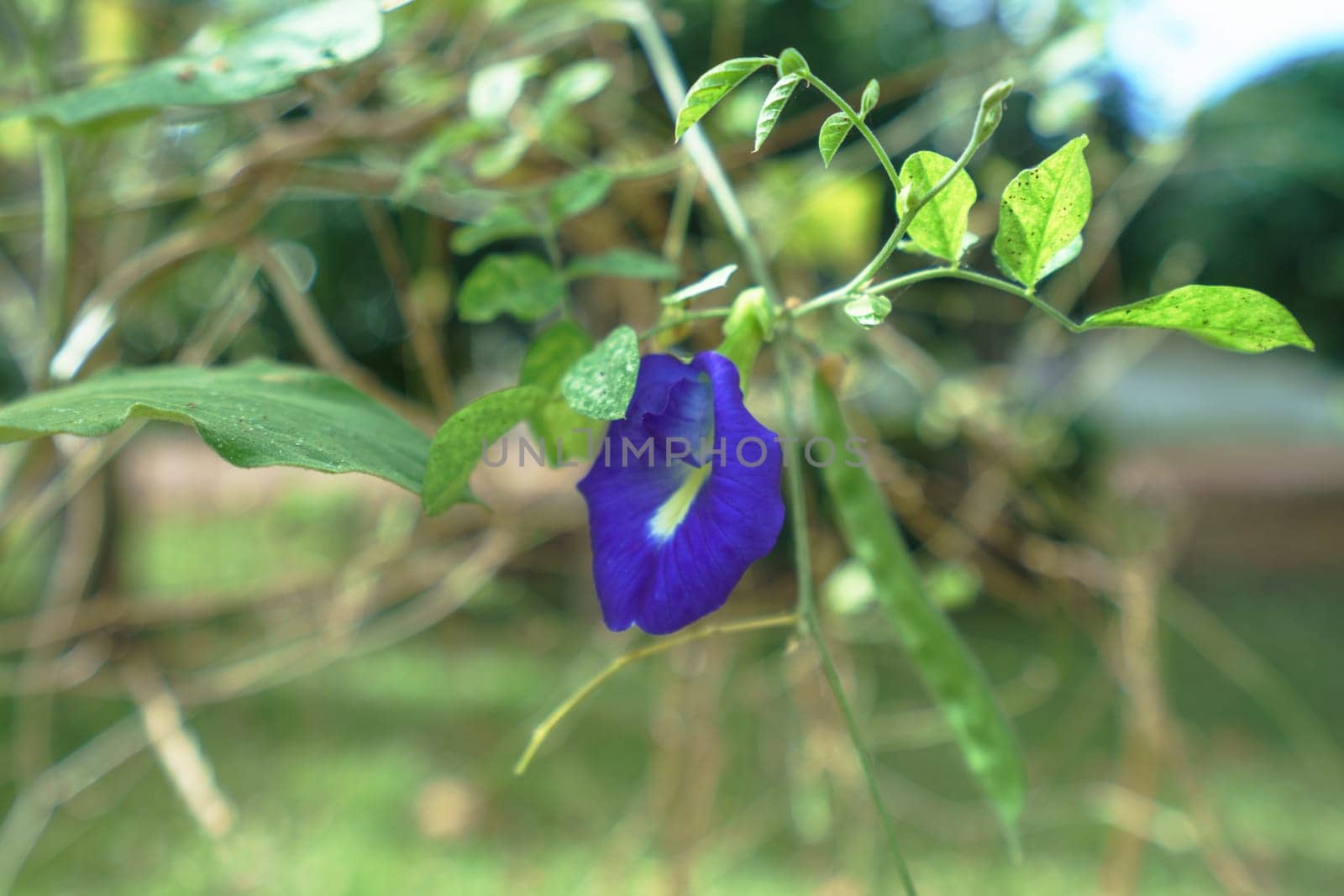 Beautiful bindweed in tropical garden. Thailand by rivertime