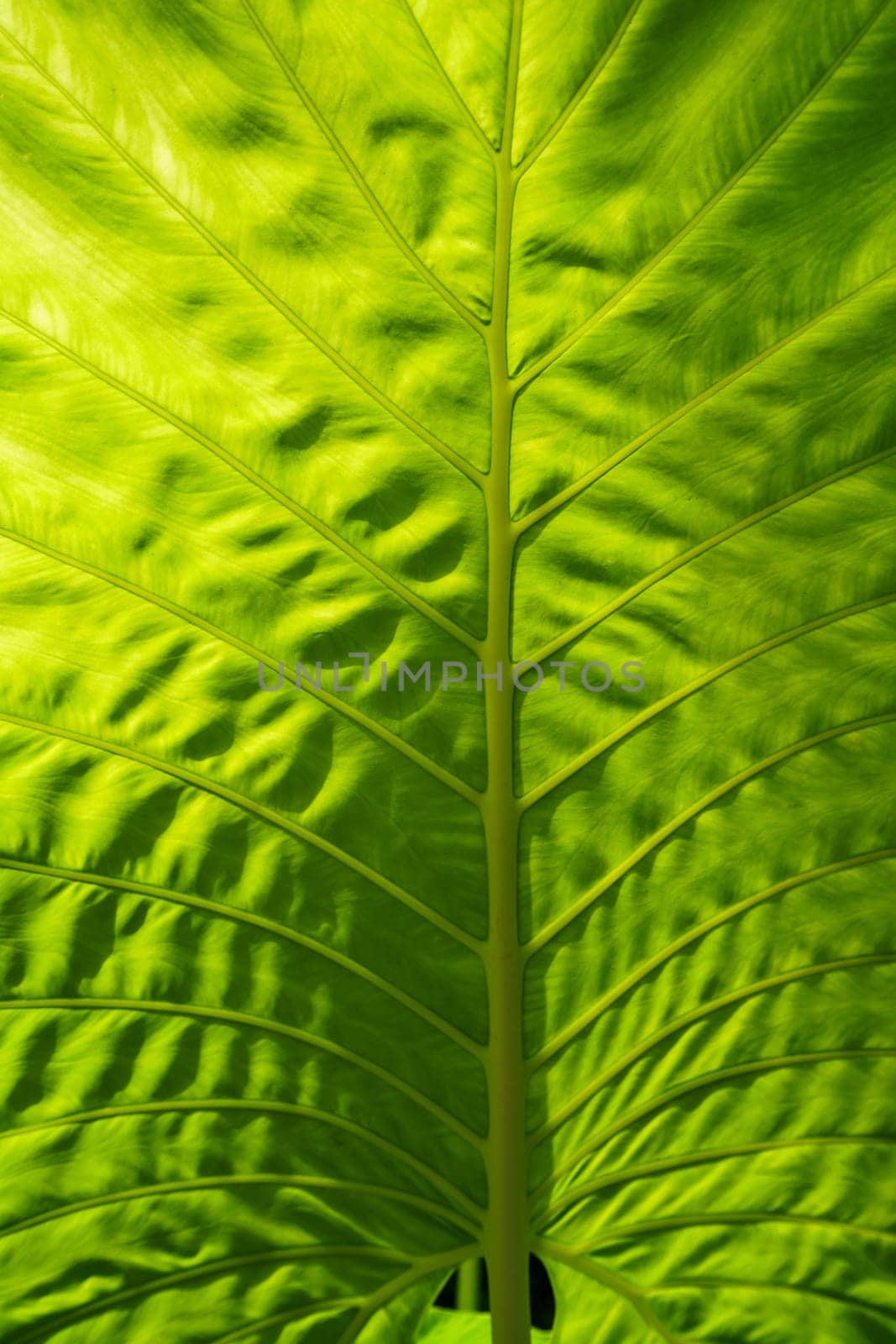 Green leaf of exotic tropical plant, close-up. Thailand