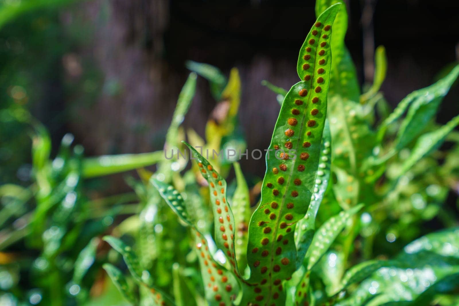 Image of exotic plant in tropical garden, close-up. Thailand