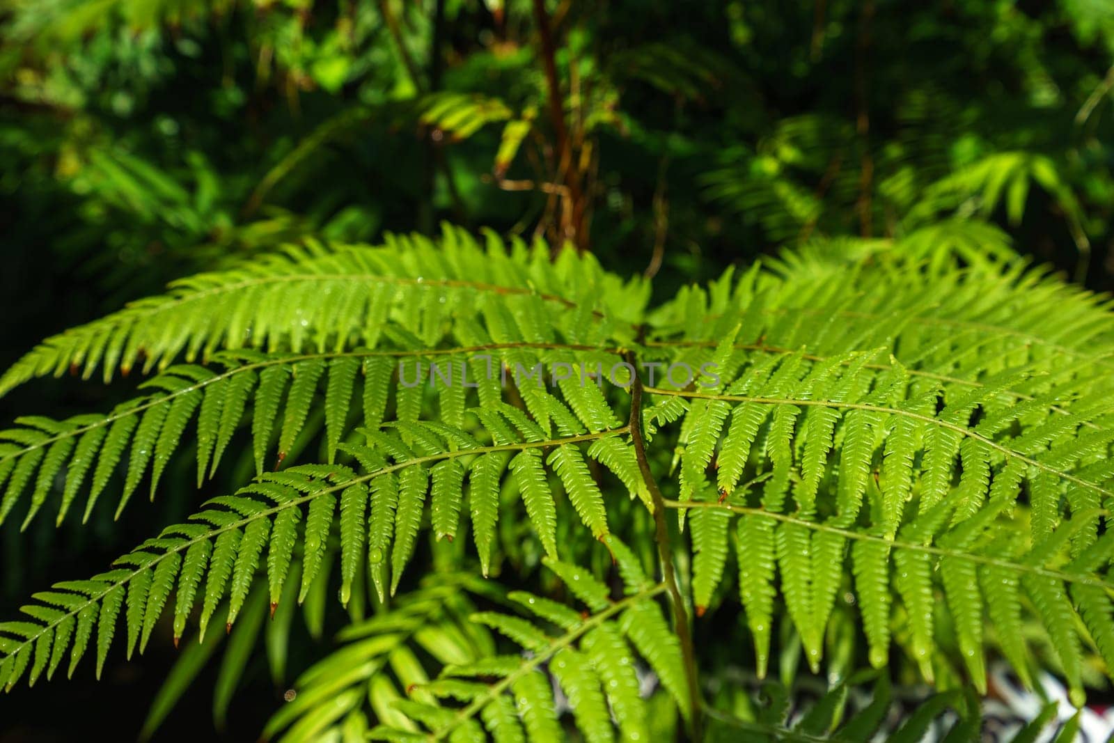 Image of amazingly beautiful tropical plant, close-up