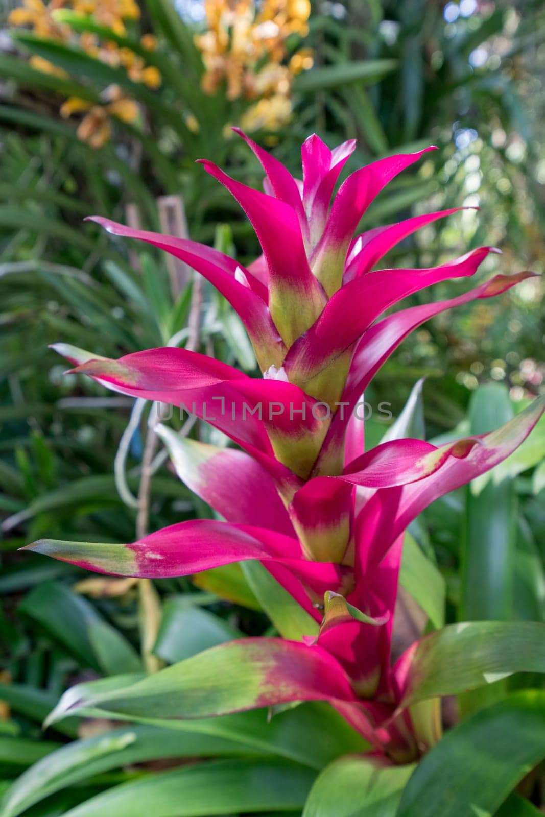 Amazing pink flower in tropical garden. Thailand by rivertime