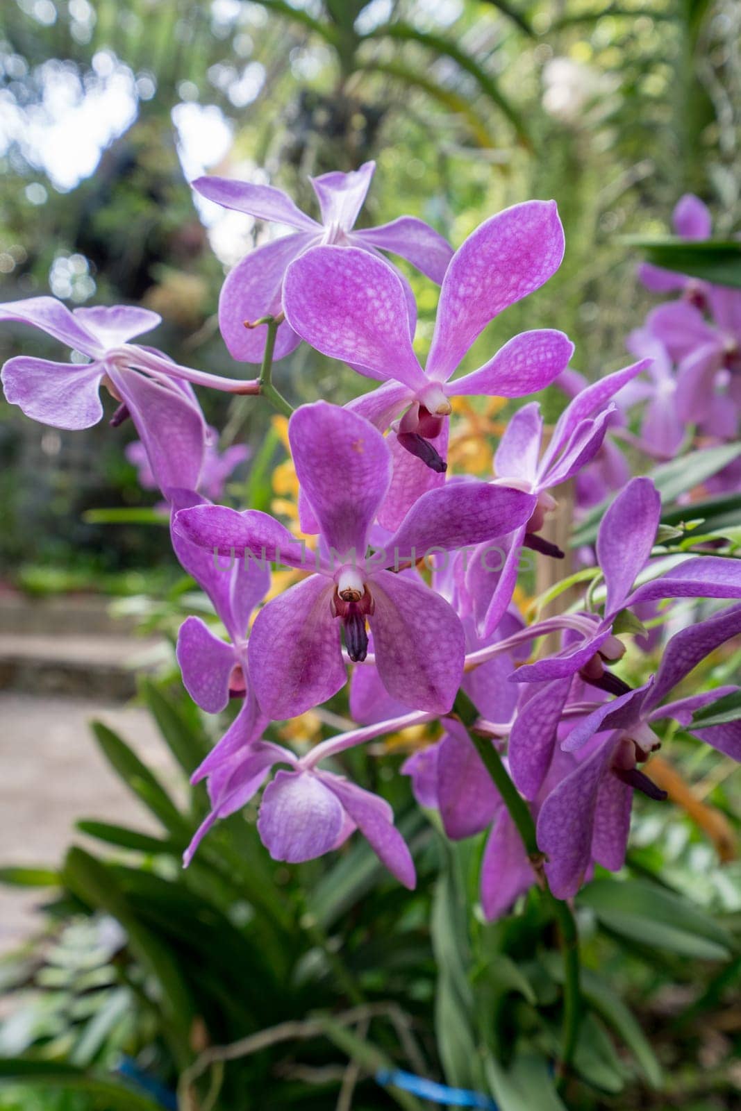 Beautiful orchids bloom in garden. Thailand by rivertime