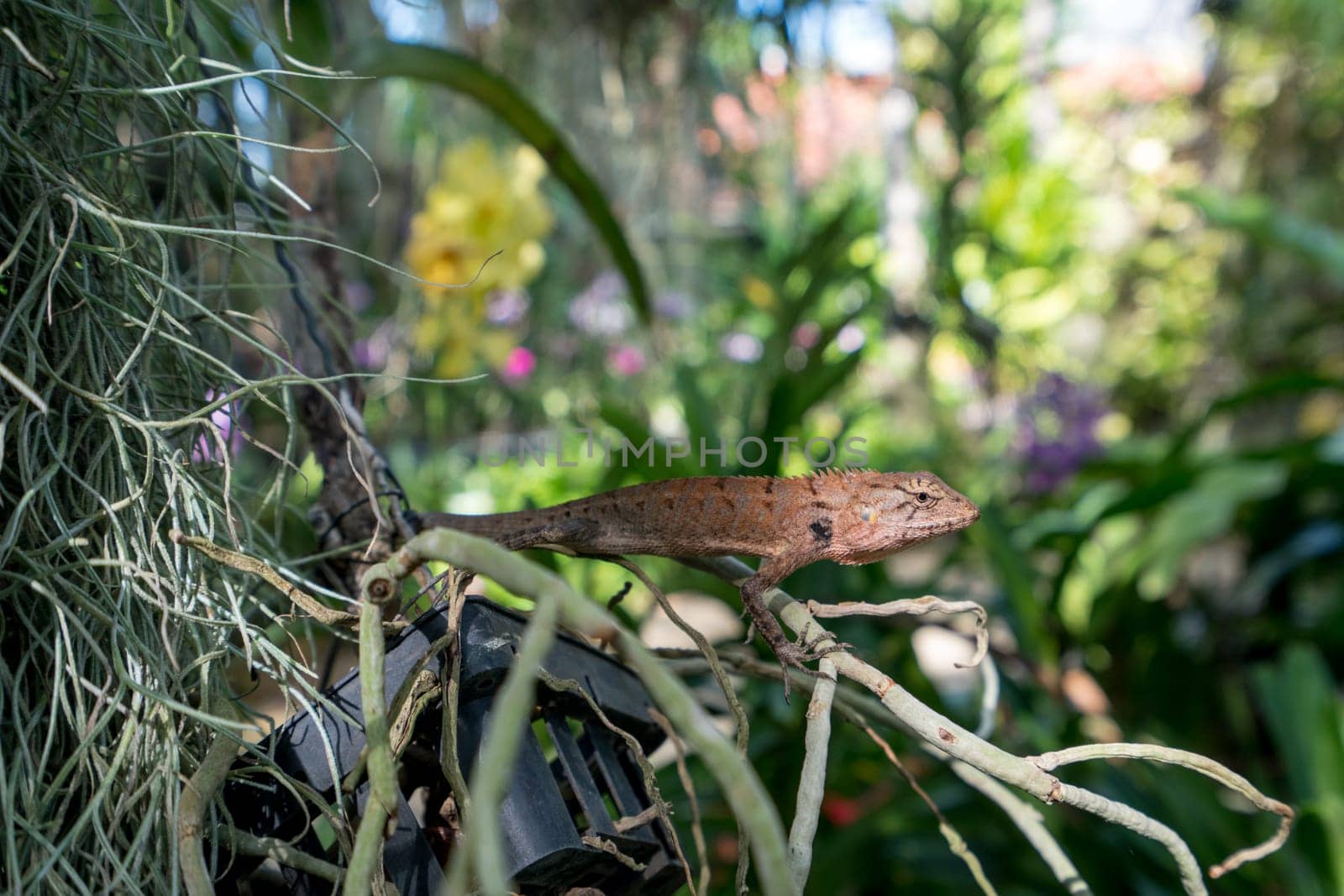 Image of lizard in tropical forest. Thailand by rivertime