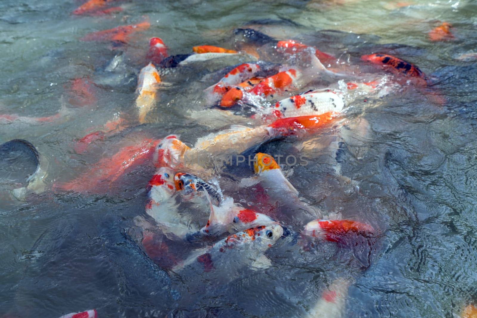 Image of colorful koi fishes swimming in pond by rivertime