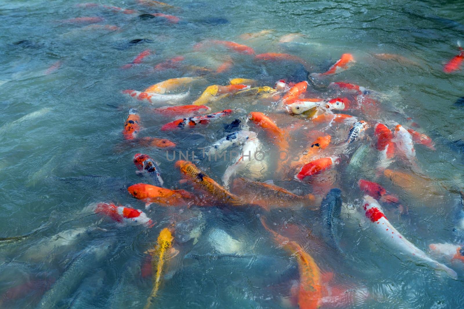 Image of fishes named Cyprinus carpio. Thailand by rivertime