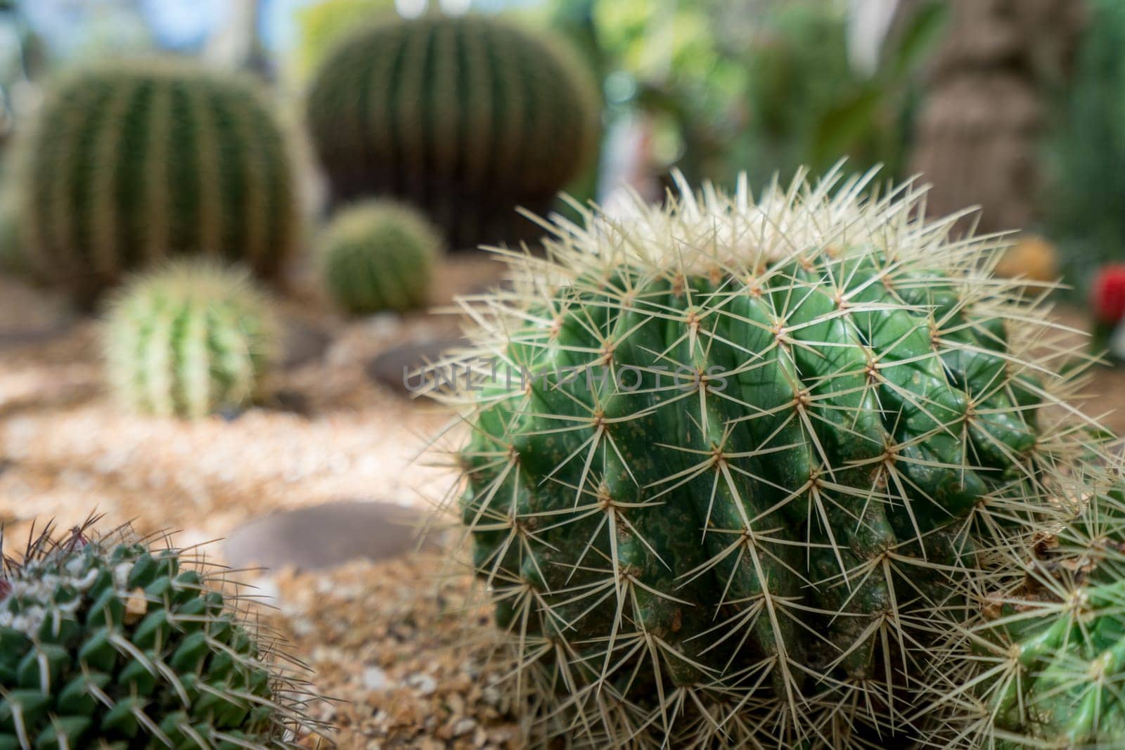 Image of large cactuses, close-up. Phuket in Thailand