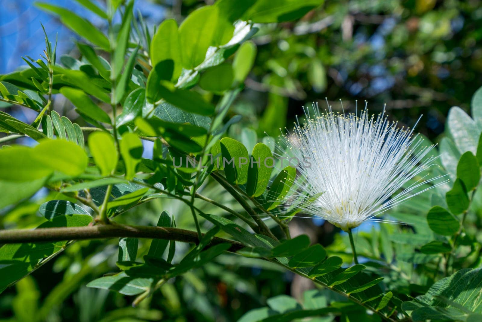 Sensitive plant called Mimosa Pudica. Phuket, Thailand