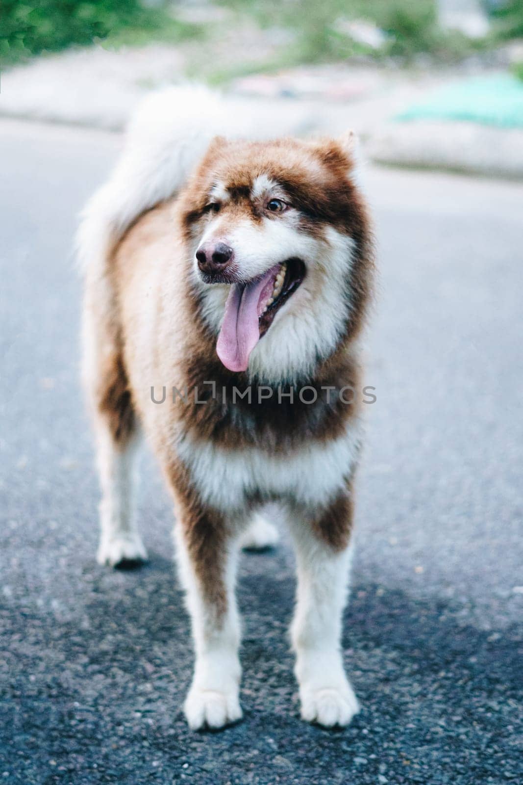 Close-up portrait big white brown Alaskan Malamute dog. Pet standing front view paws by nandrey85