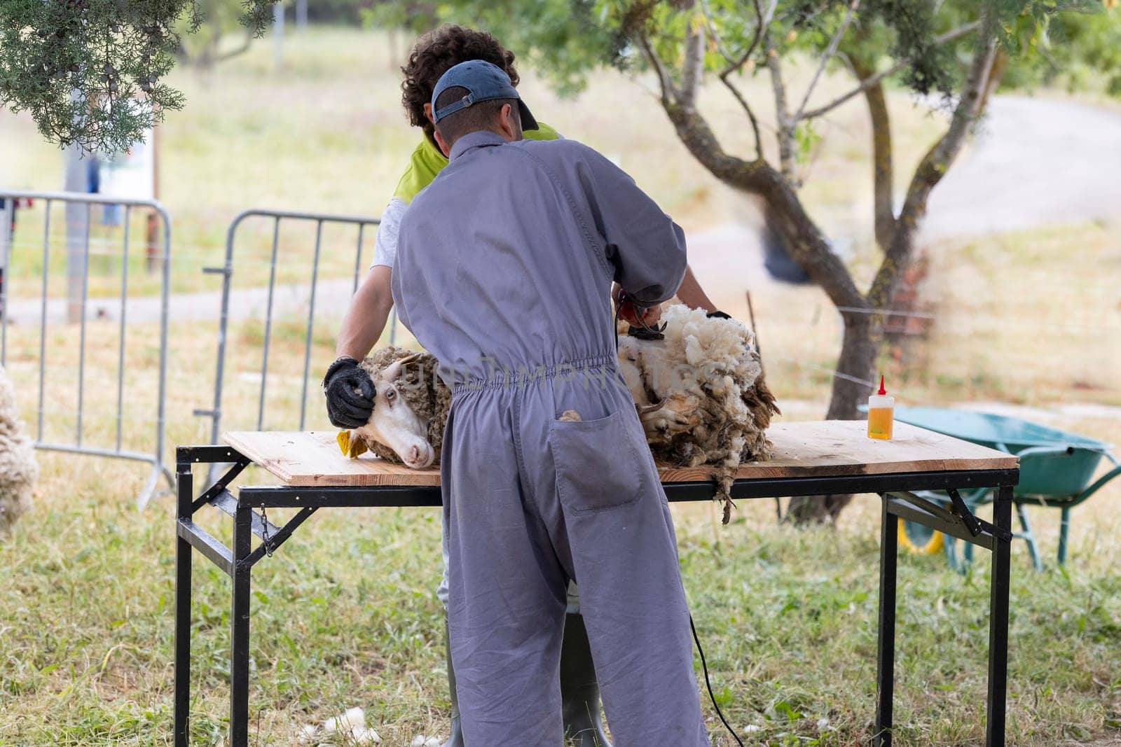 A man in a grey jumpsuit is cutting the wool off of a sheep. The sheep is laying on a table