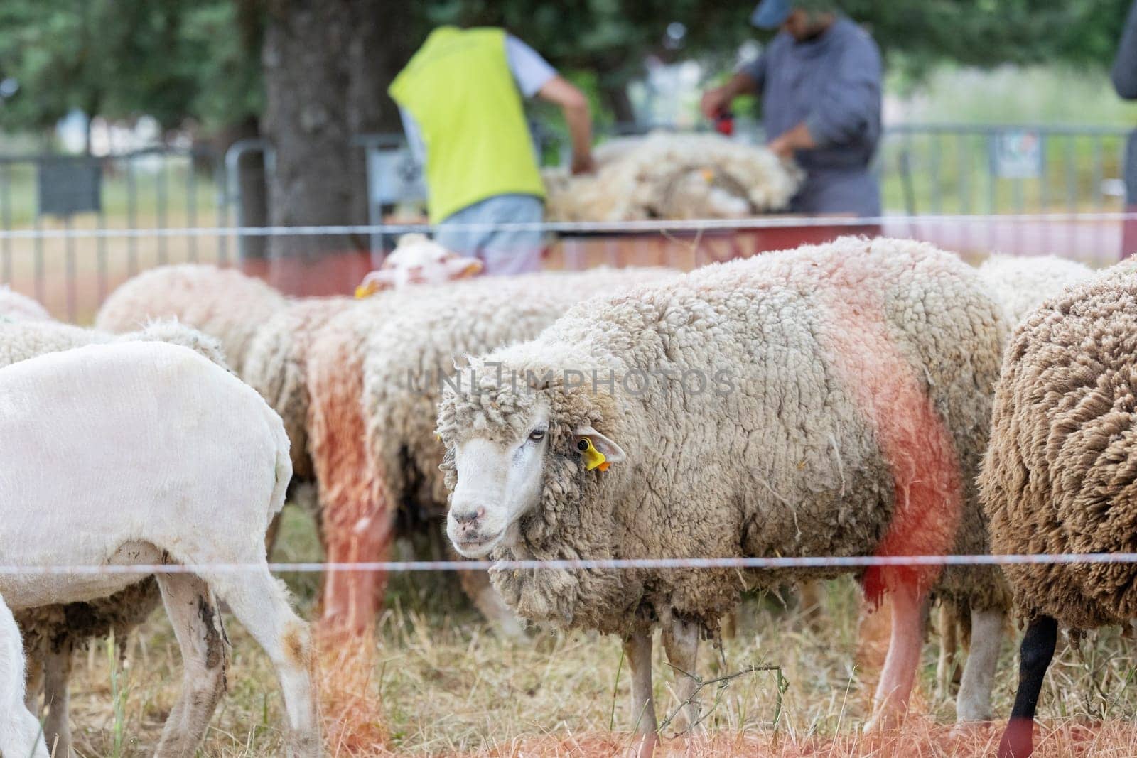 A group of sheep are grazing in a field. One of the sheep has a tag on its ear