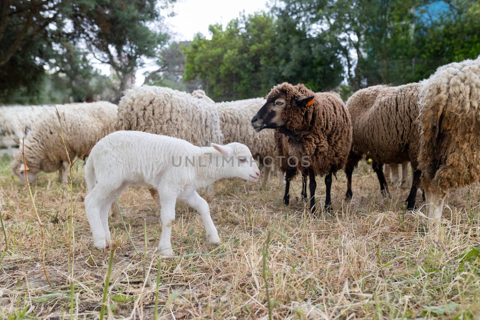 A group of sheep are grazing in a field, with a baby sheep looking on, farm