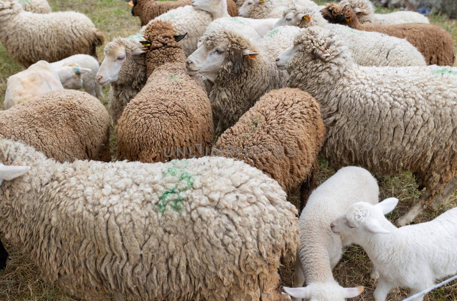 A herd of sheep are grazing in a field. The sheep are of different colors, including white, brown, and black. The scene is peaceful and serene, with the sheep scattered throughout the field