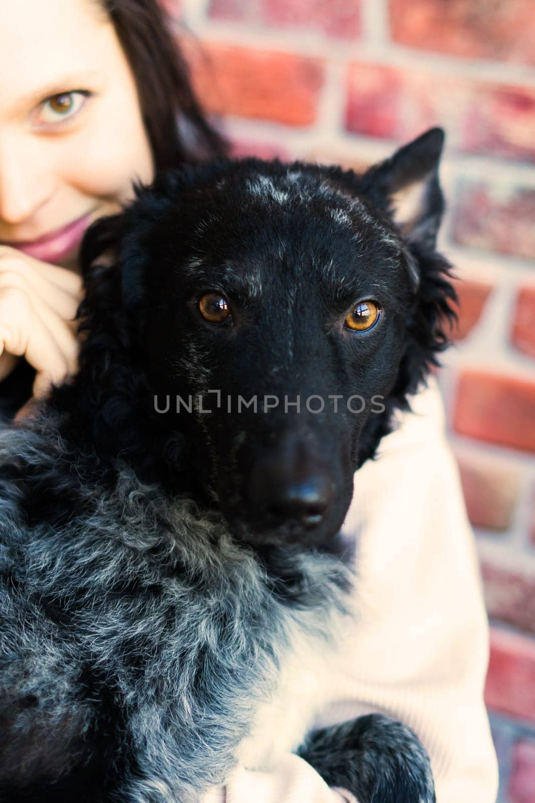 Happy brunette lady in casual wear hugging mudi pet dog, studio background. by Zelenin