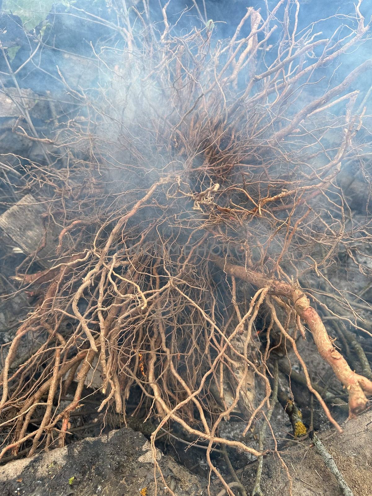 branches of tree roots lie in the fire